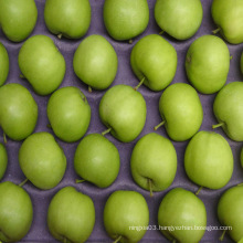 Name of green apple fruits